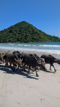 Selong Belanak Strand