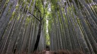 Arashiyama Bamboo Grove