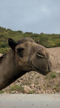 neugieriger Blick